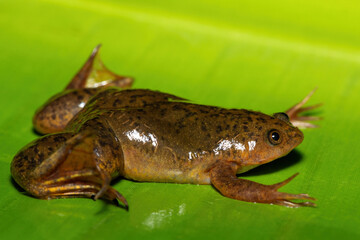 A cute Common Platanna, also known as the African Clawed Frog (Xenopus laevis) on a large green leaf