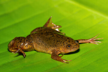 A cute Common Platanna, also known as the African Clawed Frog (Xenopus laevis) on a large green leaf