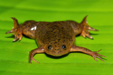 A cute Common Platanna, also known as the African Clawed Frog (Xenopus laevis) on a large green leaf