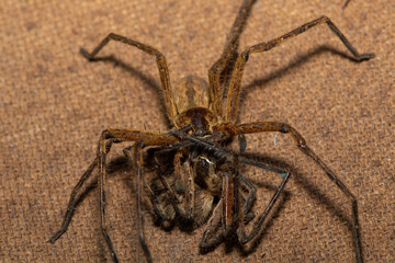 Close-up of a female common rain spider (Palystes superciliosus) eating a male 