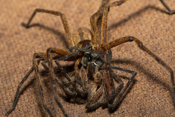 Close-up of a female common rain spider (Palystes superciliosus) eating a male 