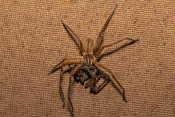 Close-up of a female common rain spider (Palystes superciliosus) eating a male 