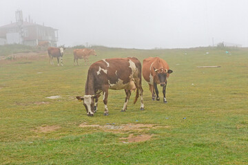 free-range cows in nature