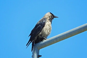 Fototapeta premium wild crow bird photo in nature