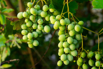 Several bunches of green grapes close-up