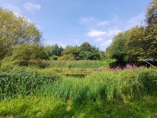 Pond in the park, east town park, suffolk, haverhill, summer 2024, wildlife, nature reserve, nature, nature lover