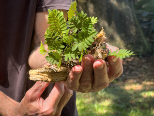 Resurrection Fern in Man's Hand Closeup