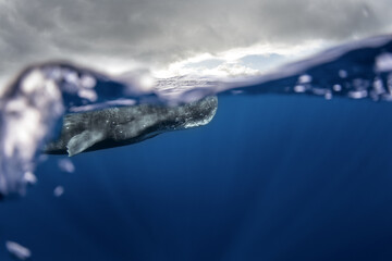 Sperm whale near the surface. The biggest toothed predator. 