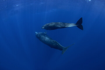 Sperm whale near the surface. The biggest toothed predator. 