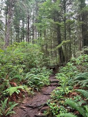 path in the Olympic National Park forest in Washington state 