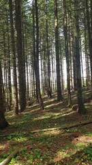 forest in autumn