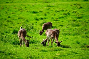 A group of four young brown fallow deer grazing in a green field in spring, Wellesbourne, Warwick,...