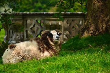 A bicolour ram lying on the green grass under a tree by a stone fence in spring, Wellesbourne, Warwick, West Midlands, England, UK