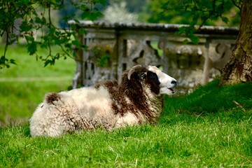 A bicolour ram lying on the green grass under a tree by a stone fence in spring, Wellesbourne, Warwick, West Midlands, England, UK