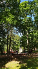 trees in the park