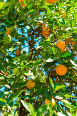 Orange tree with ripe juicy fruits