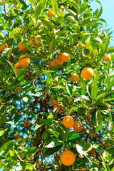 Orange tree with ripe juicy fruits