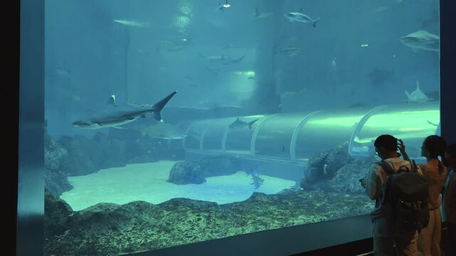 Singapore - aug 2024: Shark in the aquarium. 