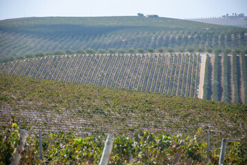 Landscape with famous sherry wines grape vineyards in Andalusia, Spain, sweet pedro ximenez or...