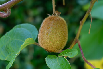 New harvest of golden or green kiwi, hairy fruits hanging on kiwi tree in orchard in Italy, Lazio