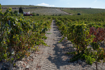 Landscape with famous sherry wines grape vineyards in Andalusia, Spain, sweet pedro ximenez or...
