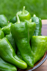 Padron green Spanish pepper or Herbón pepper landrace variety of pepper Capsicum annuum from  municipality of Padron in northwestern Spain