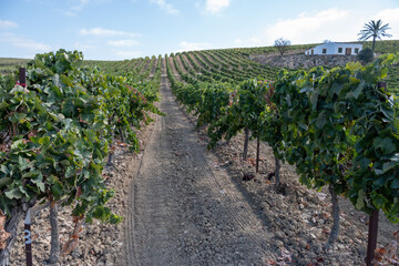 Landscape with famous sherry wines grape vineyards in Andalusia, Spain, sweet pedro ximenez or...