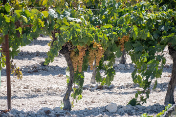 Harvest on famous sherry wines grape vineyards in Andalusia, Spain, sweet pedro ximenez or muscat,...