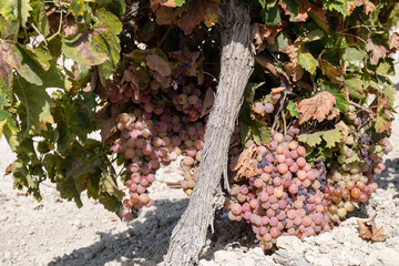 Harvest on famous sherry wines grape vineyards in Andalusia, Spain, sweet pedro ximenez or muscat, or palomino grapes, used for production of jerez, sherry sweet and dry wines