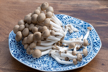 Brown shimeji edible mushrooms native to East Asia, buna-shimeji is widely cultivated and rich in umami tasting compounds