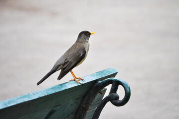 Beautiful Thrush resting on a park bench