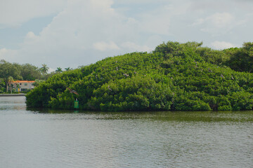 Fototapeta premium Wide view over water to Coffee Pot Bayou bird preserve a small island packed with nesting pelicans, egrets other birds and with green mangrove trees. Blue sky with white clouds 