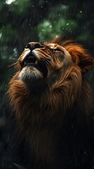 Majestic lion roaring in the rain with droplets glistening on its mane