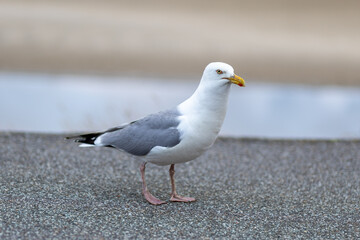 A seagull standing on a coastal pathway near the beach during the early morning hours