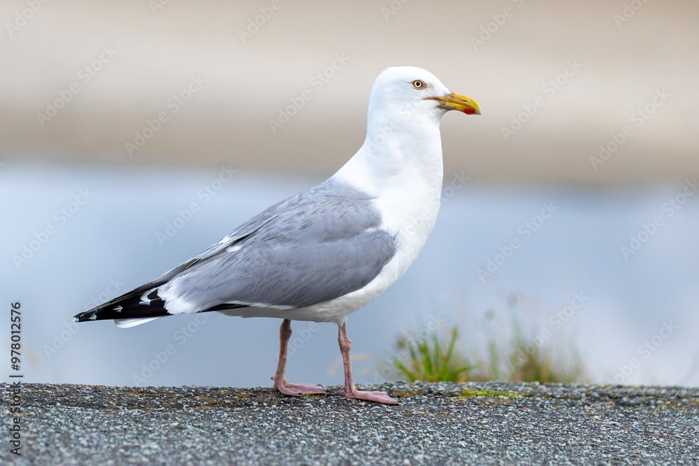 Wall mural a seagull standing on a rocky shore near calm waters during daylight, showcasing its distinctive fea