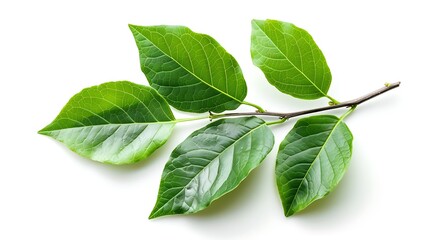 Obraz premium green leaves isolated on white background