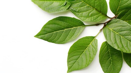 Obraz premium Leaves on white background