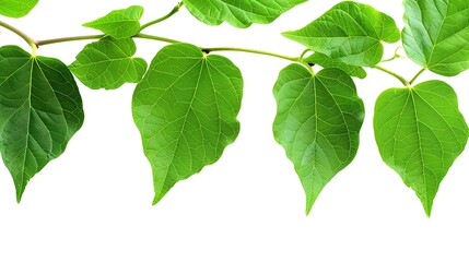 Naklejka premium Leaves