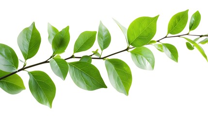 Fototapeta premium Leaves