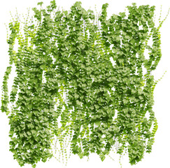 Front view of climbing Ivy plant - Hedere Helix	
