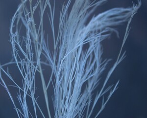 Ethereal feather minimalist abstract blur background white twigs