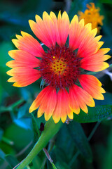 Indian Blanket (Gaillardia pulchella), also known as Firewheel, in an Oklahoma wildflwoer garden.