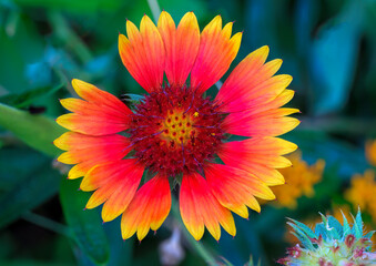 Indian Blanket (Gaillardia pulchella), also known as Firewheel, in an Oklahoma wildflwoer garden.