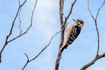 Male Downy Woodpecker (Picoides pubescens) in a dead tree