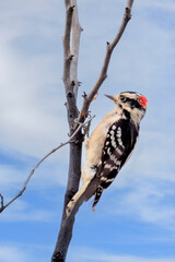 Male Downy Woodpecker (Picoides pubescens) in a dead tree