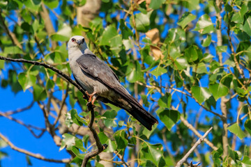 Mississippi Kite ( Ictinia mississippiensis) perched in a tree in Edmond, OK, USA