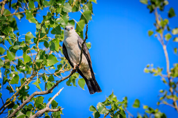Mississippi Kite ( Ictinia mississippiensis) perched in a tree in Edmond, OK, USA