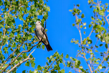 Mississippi Kite ( Ictinia mississippiensis) perched in a tree in Edmond, OK, USA