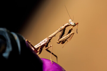 Praying Mantis (Mantodea) in a Backyard Garden