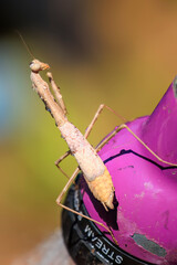 Praying Mantis (Mantodea) in a Backyard Garden